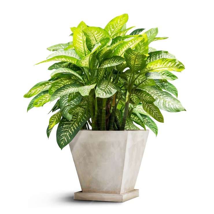 Best Indoor Plants for Home